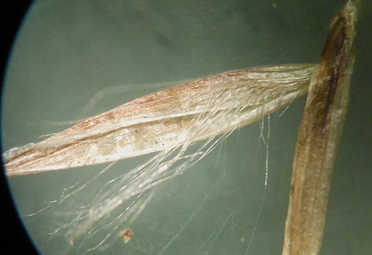 Arundo donaciformis (Loisel.) Hardion, Verlaque & B. Vila